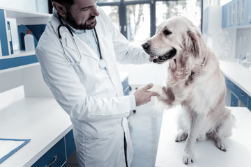 My friend. Smart nice vet doctor holding a labradors paw and looking at it while standing in his office