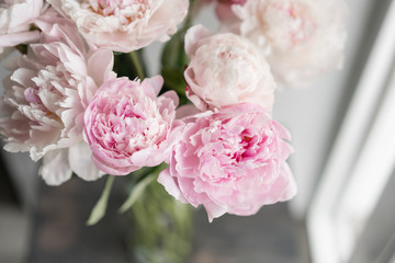 Cute and lovely peony. many layered petals. Bunch pale pink peonies flowers light gray background. Wallpaper