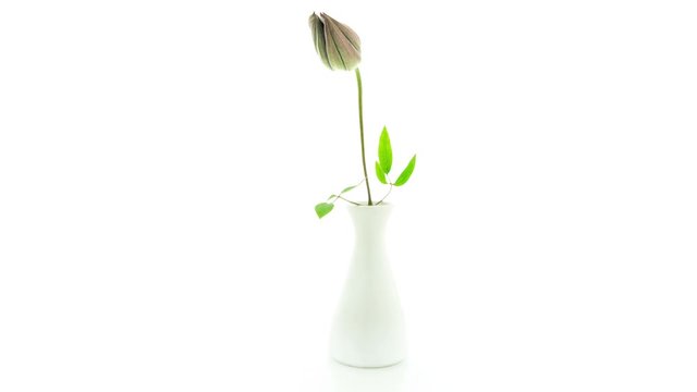 Timelapse of a blue clematis flower in white vase failed blooming on white background 