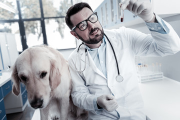 Medical diagnostics. Smart nice skillful doctor sitting near the dog and looking at the blood sample while doing checkup