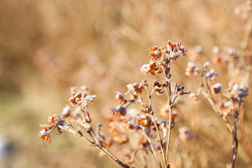 Dry plant flowers in warm sunlight at winter