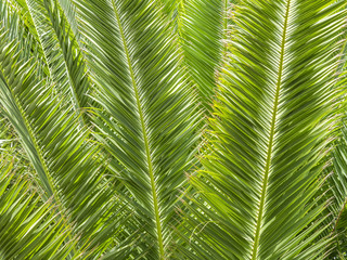 Naklejka na ściany i meble tropical Palm leafs background
