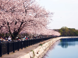 Cherry blossoms at Osaka castle 