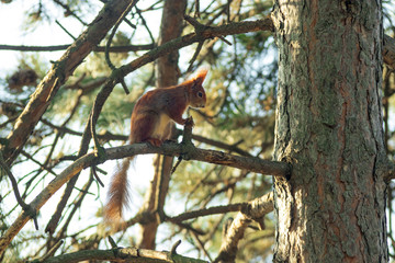 The cute rusty squirrel sits on the branch of the tree in the forest.