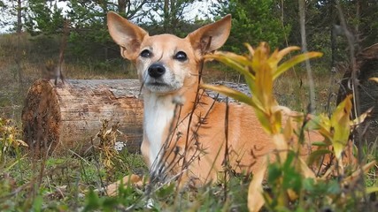 Little yellow dog Pincher lies on a spring meadow. Slow motion. - Powered by Adobe