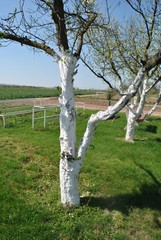 Pnie drzew owocowych malowane na biało © bnorbert3