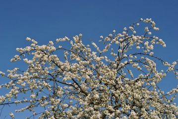 Kwitnące drzewo owocowe na tle nieba - obrazy, fototapety, plakaty