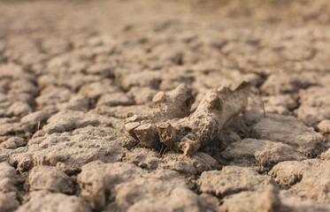 archaeological excavations, remains of the settlement, the scythians fossils	
