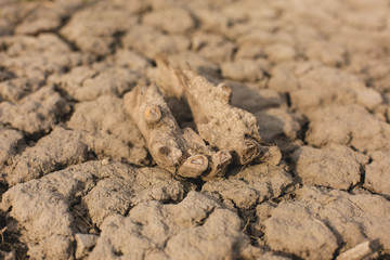 archaeological excavations, remains of the settlement, the scythians fossils	