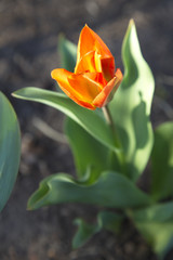 Selected focus on unfolding tulip blossom in spring