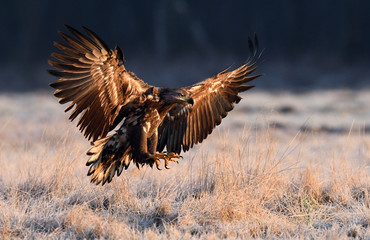 White tailed eagle (Haliaeetus albicilla)