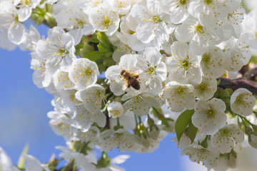 Bienen und Kirschblüten