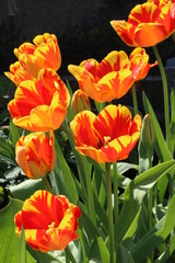 Spring Garden, Tulips, Tulpen im Fr&uuml;hlingsgarten