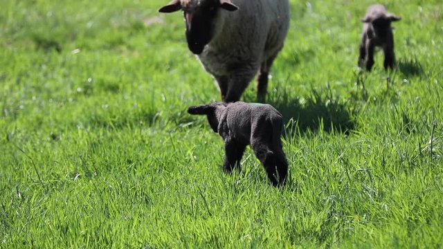 schwarze L&auml;mmer