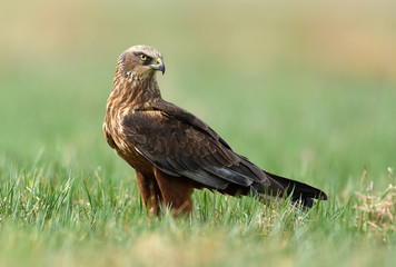 Marsh harrier (Circus aeruginosus)