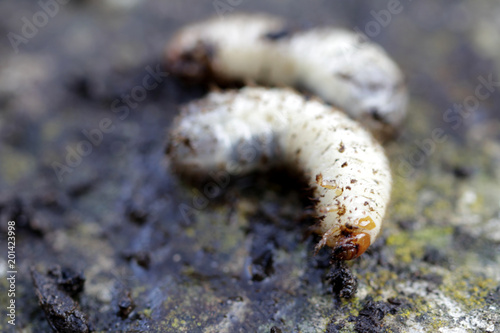 Beetle Foto stock e immagini Rose da Larve N8n0OwXkP
