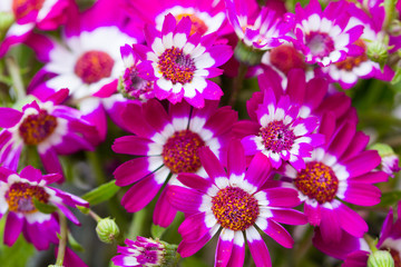 Cineraria Flower