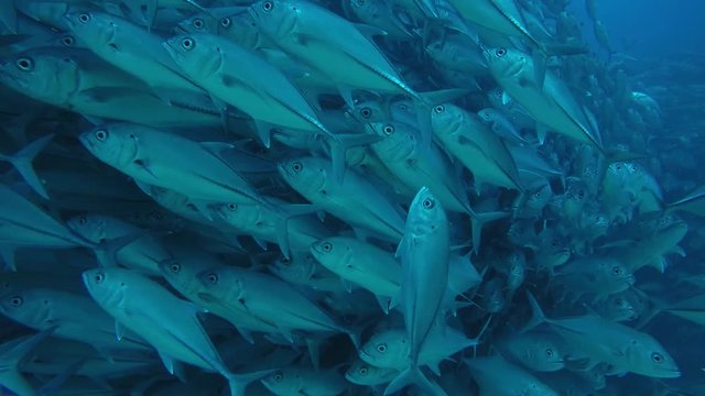 Big eye Trevally Jack, (Caranx sexfasciatus) Forming a polarized school, bait ball or tornado. Cabo Pulmo National Park. Baja California Sur,Mexico.