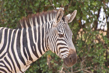 Zebra closeup portrait