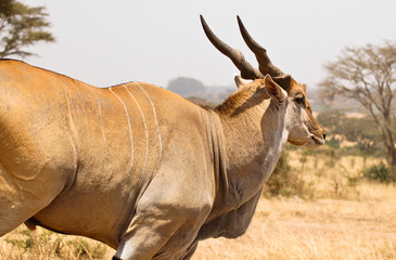 Eland, Kenya