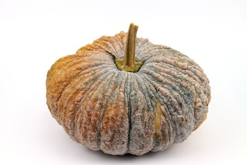Pumpkin vegetable food