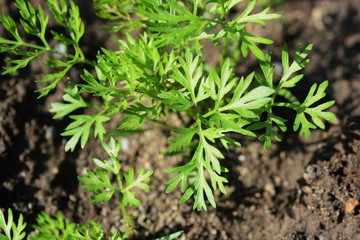 Carrot cultivation
