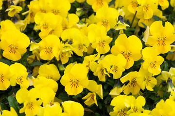 yellow violets