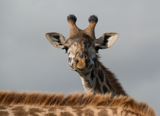 Giraffe in Kenya, Lake Naivasha