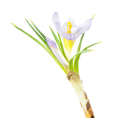 Crocus plant with light purple flower and green leaves isolated on white background