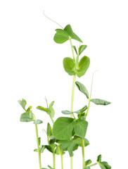 Seedling of green Pea or Pisum sativum isolated on white background