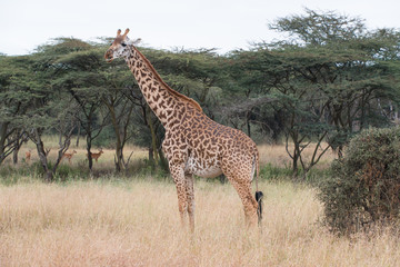 Giraffe in Kenya, Lake Naivasha