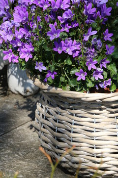 Campanula, Bellflower in a basket, Dalmatiner Polster-Glockenblume in einem Korb