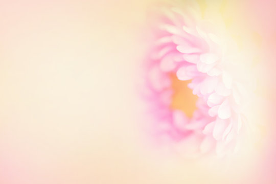 The softest flower.  Soft blurred petals in pink and yellow with a large text area on the left.