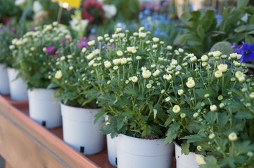 Flowers in the pots at the street near flower shop  in defocused background