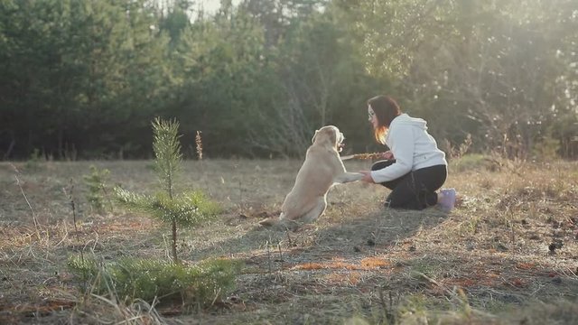 Young pretty girl in sunglasses gives a hand to a Golden Labrador in the spring forest