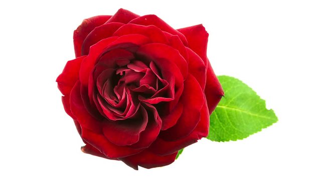 Timelapse of red rose flower blooming on white background top view