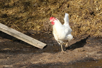 Chicken at a farm, Huhn an einem Bauernhof