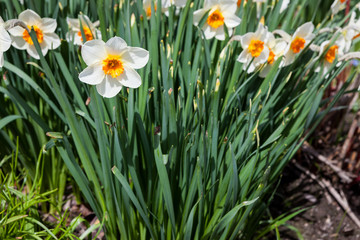 Beautiful blooming spring flowers at garden flowerbed