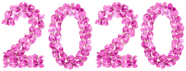 Numeral 2020 from flowers of viola, isolated on white background