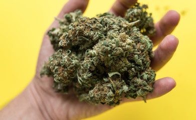 Close up of medical marijuana buds