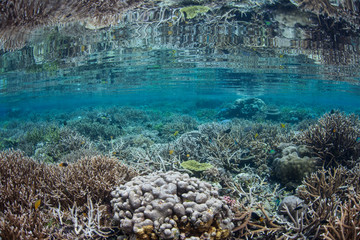 Gorgeous Coral Reef in Shallows of West Papua