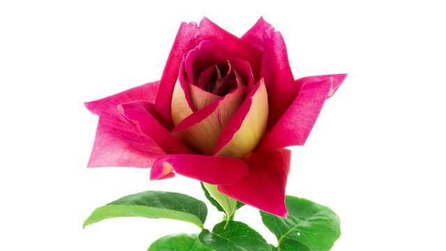 Timelapse of multi colored red and yellow Kronenbourg rose flower blooming on white background