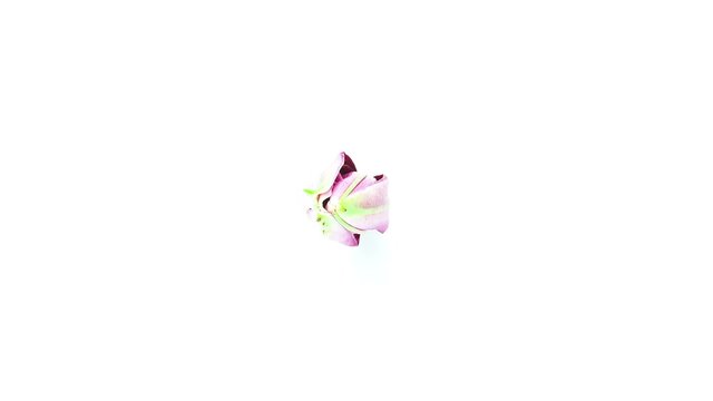 Timelapse of dark pink lily Mero Star flower blooming on white background top view