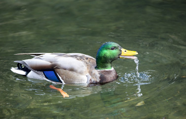Male Mallard Duck Swimming