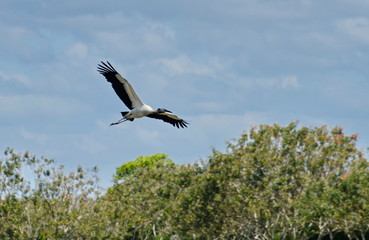 Wood storks flying in Costa Rica