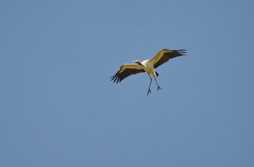 Wood storks flying in Costa Rica
