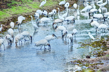 Wood Storks in the wild, Costa Rica