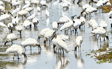 Wood Storks in the wild, Costa Rica