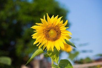 portrait of a sunflower in the field