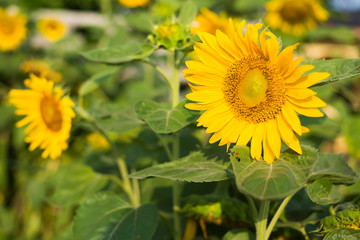 portrait of a sunflower in the field